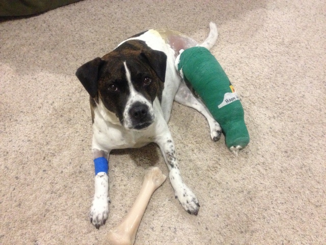 11-28-2012 - Bella after ACL surgery